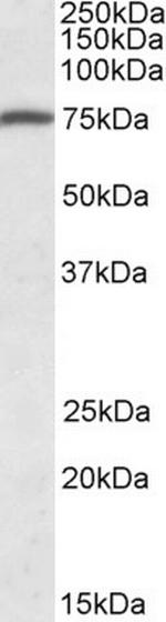 Kindlin 3 Polyclonal Antibody