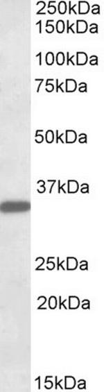 FGL1 Polyclonal Antibody