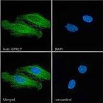 GPR17 Antibody in Immunocytochemistry (ICC/IF)