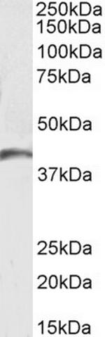GPR17 Antibody in Western Blot (WB)