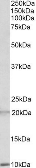 Defensin 1/3 Antibody in Western Blot (WB)