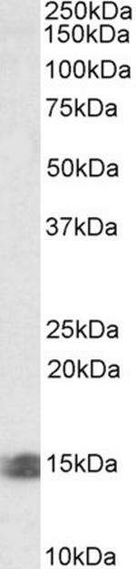 INCA Polyclonal Antibody