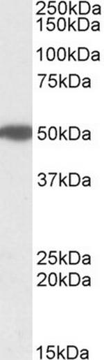 MON1A Antibody in Western Blot (WB)