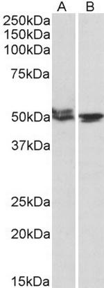MON1A Antibody in Western Blot (WB)