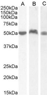 LSP1 Antibody in Western Blot (WB)