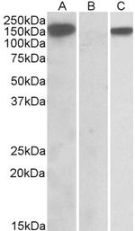 NALP2 Polyclonal Antibody
