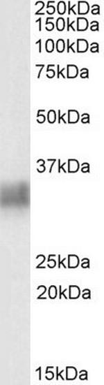 BST-2 Polyclonal Antibody