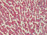CMG2 Antibody in Immunohistochemistry (Paraffin) (IHC (P))