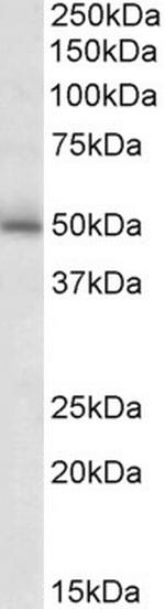 GABRG2 Polyclonal Antibody