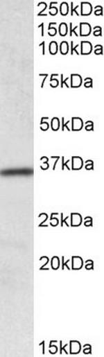 HOXA4 Polyclonal Antibody