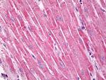 alpha Dystroglycan Antibody in Immunohistochemistry (Paraffin) (IHC (P))