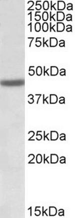 FANCL Polyclonal Antibody