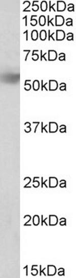 RHBG Polyclonal Antibody