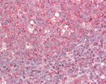 cIAP2 Antibody in Immunohistochemistry (Paraffin) (IHC (P))