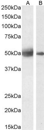 ARTS Polyclonal Antibody