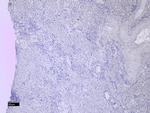 Dynactin 3 Antibody in Immunohistochemistry (Paraffin) (IHC (P))