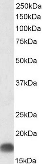 Dynactin 3 Antibody in Western Blot (WB)