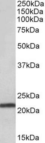 TMEM205 Antibody in Western Blot (WB)