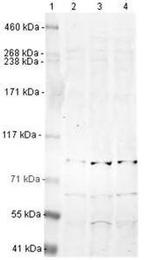 PAXIP1 Antibody in Western Blot (WB)