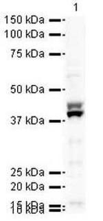 Bub3 Antibody in Western Blot (WB)