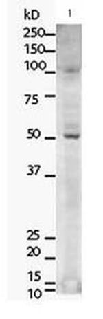 TRF2 Antibody in Western Blot (WB)