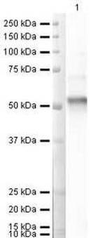 FOXP3 Antibody in Western Blot (WB)
