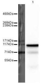 BRDT Antibody in Western Blot (WB)