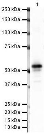 Carbonic Anhydrase IX Antibody in Western Blot (WB)