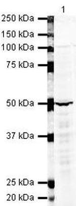 FOXP3 Antibody in Western Blot (WB)