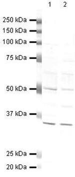 HIF1AN Antibody in Western Blot (WB)