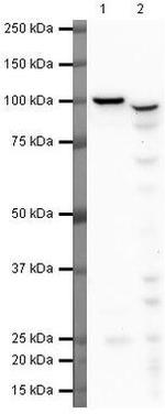 PIWIL1 Polyclonal Antibody
