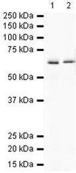 PTPRG Antibody in Western Blot (WB)