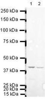 Alpha-Smooth Muscle Actin Antibody in Western Blot (WB)