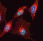 MBD3 Antibody in Immunocytochemistry (ICC/IF)