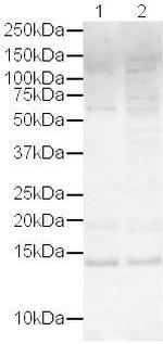 Histone H4 Antibody in Western Blot (WB)