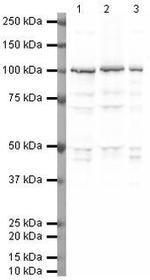 Phospho-PSD-95 (Thr19) Antibody in Western Blot (WB)