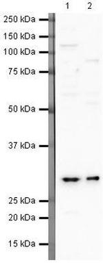 FKBP25 Polyclonal Antibody