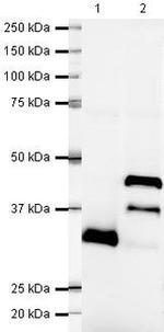 LEFTY Polyclonal Antibody