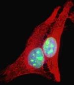 RECQ1 Antibody in Immunocytochemistry (ICC/IF)