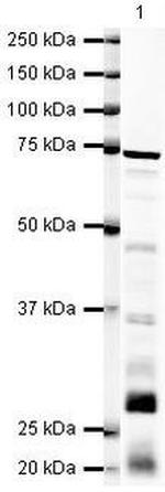 RECQ1 Antibody in Western Blot (WB)