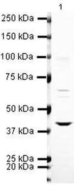 Arg3.1 Antibody in Western Blot (WB)