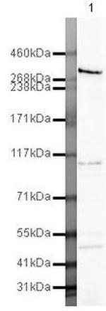 NOTCH3 Polyclonal Antibody