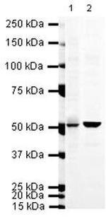 Doublecortin Antibody in Western Blot (WB)