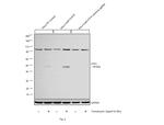 ATF4 Antibody in Western Blot (WB)