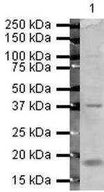 ATF4 Antibody in Western Blot (WB)
