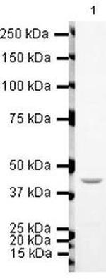 TIP60 Polyclonal Antibody