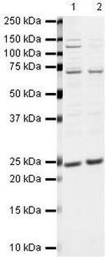 ASF1A Antibody in Western Blot (WB)