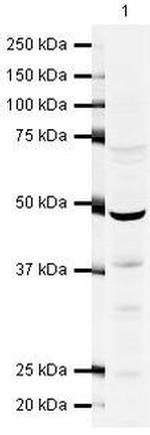 n-Myc Polyclonal Antibody