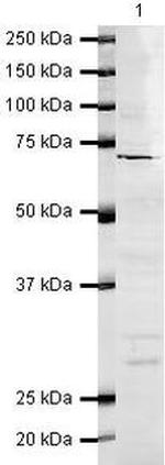 CRG-L2 Polyclonal Antibody