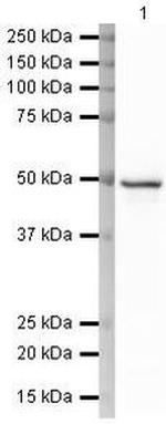 Cytokeratin 18 Antibody in Western Blot (WB)